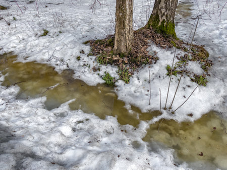 In the wood the spring begins, trees and bushes stand in water, a sunny day, patches of light and reflection on water, trunks of trees are reflected in a puddle, streams flow, conceals snowの写真素材