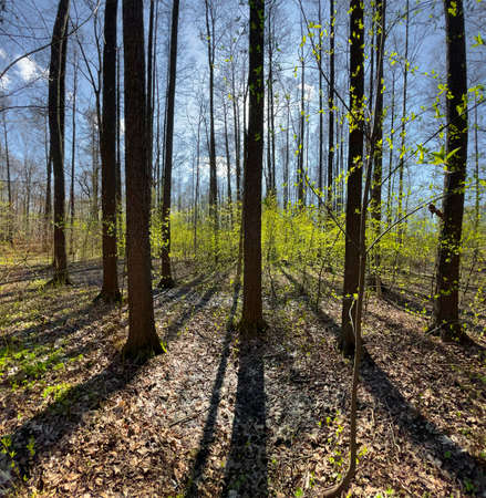 The panoramic view of spring park at sunny day, shadow of black trunks of trees at clear weatherの写真素材