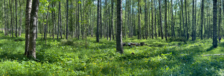 Panorama of first days of summer in a park, long shadows, blue sky, Buds of trees, Trunks of...
