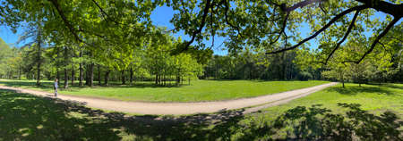 Panorama of first days of summer in a park, long shadows, blue sky, Buds of trees, Trunks of birches, sunny day, green meadowの写真素材