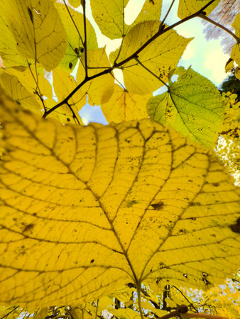 The yellow leaf heading on the tree, close-up view, autumn is in full swing, black tree trunks