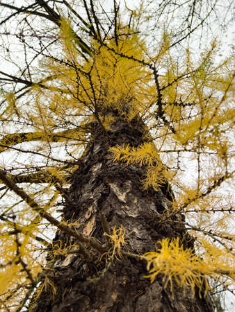 The close-up view of yellow larch branches against the background of an autumn park, yellow leaves and black tree branchesの写真素材