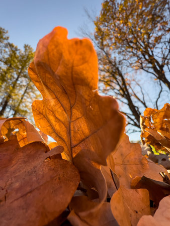 The orange leaf lies on green grass, close view, autumn is in full swing, black tree trunks, sun...