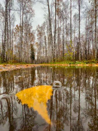 The pool in the autumn park, yellow leaves on trees and on the ground, naked trees, walking people, rainy weather. High quality photoの写真素材