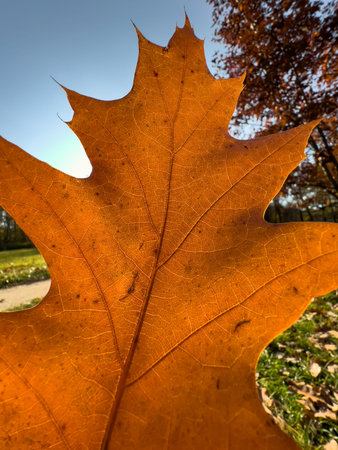 The close-up view of an orange leaf heading in the wind, the leaf is shining through the sun, autumn...