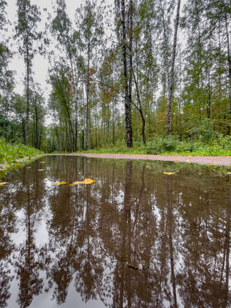 The pool in the autumn park, yellow leaves on trees and on the ground, naked trees, walking people, rainy weatherの写真素材