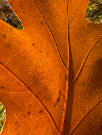 The macro view of a red leaf, the leaf is shining through the sun, autumn is in full swing