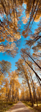 Vertical panoramic image of yellow crowns in park at sunny day, panorama of first days of autumn in a park, blue sky, buds of trees, trunks of birchesの写真素材