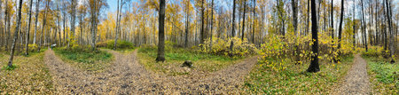 a footpath in public park in autumn at sunny day, trees with golden leaves, green grass, panorama of...