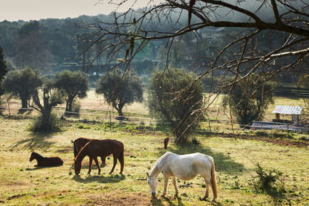 Few wild horses grazing in a field at early morning, eating grass, horse looking in the camera, white and brown horses, steam from the nostrils, backlight, slope with trees on background, sun glareの写真素材