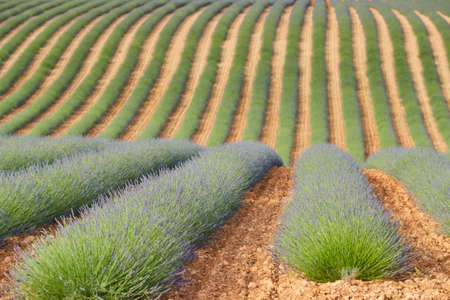 Huge Field of rows of lavender in France, Valensole, Cote Dazur-Alps-Provence, purple flowers, green stems, combed beds with perfume base, panorama, perspective, trees and mountains are on backgroundの写真素材