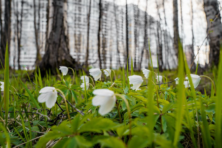 A close view of white snowdrops in the first days of spring in a natural park in sunny weather, residential complex in the background, bright greenery, blurry backgroundの写真素材