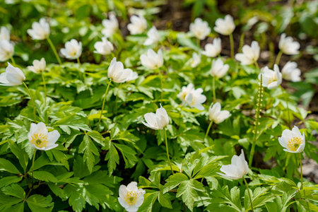 A close view of white snowdrops in the first days of spring in a natural park in sunny weather,...