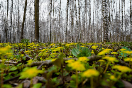 Panorama of a birch grove on green grass through wild yellow flowers in a natural park in cloudy...