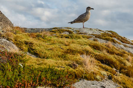 a seagull sits on a stone covered with moss and grass, Norwegian seascape, rocky coast with dramatic skies, the sun breaks through the clouds, sheer cliffs, small islands illuminated by the sunの写真素材