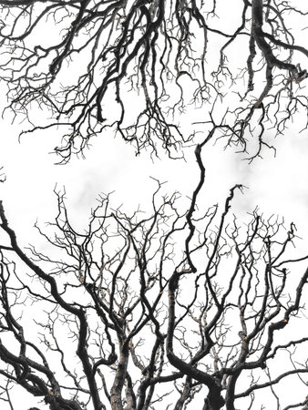 Bare tree branches similar in shape to a thunderstorm, branches against the sky, sadness and...