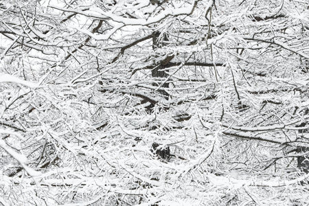 The heavy snowfall in a wild park, winter fairy tale in the forest, snow-covered tree branches,...