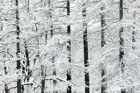 The heavy snowfall in a wild park, winter fairy tale in the forest, snow-covered tree branches, large flakes of snow are slowly falling, nobody, snow storm, blizzardの写真素材