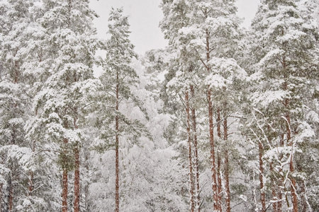 The heavy snowfall in a wild park, winter fairy tale in the forest, snow-covered tree branches,...