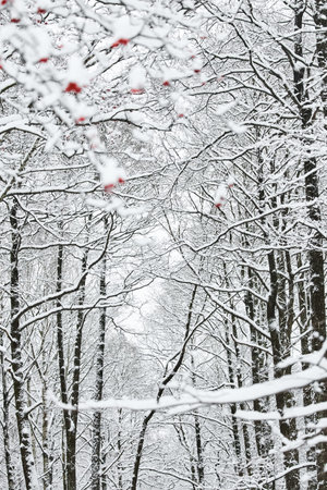 The heavy snowfall in a wild park, winter fairy tale in the forest, snow-covered tree branches, large flakes of snow are slowly falling, nobody, snow storm, blizzardの写真素材