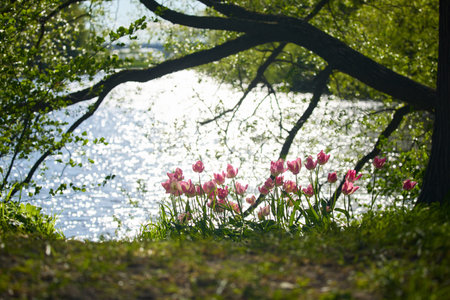 An idyllic garden scene showcasing bright pink tulips illuminated by warm sunlight in St.Petersburg,...