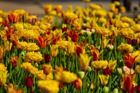 An idyllic garden scene showcasing bright yellow tulips illuminated by warm sunlight, conveying...