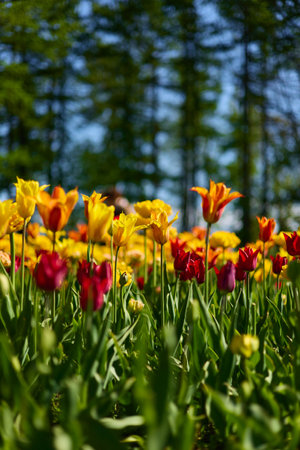 An idyllic garden scene showcasing bright yellow tulips illuminated by warm sunlight, conveying vibrancy, freshness, and natural beauty in a serene outdoor settingの写真素材