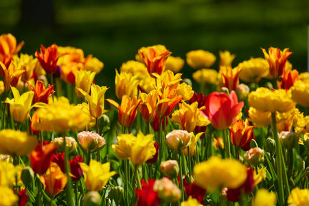 An idyllic garden scene showcasing bright yellow tulips illuminated by warm sunlight in St.Petersburg, Russia, conveying vibrancy, freshness, and natural beauty in a serene outdoor settingの写真素材