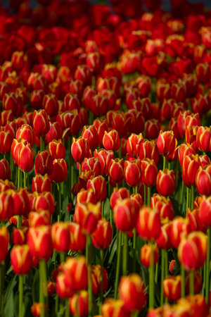 An idyllic garden scene showcasing bright red tulips illuminated by warm sunlight, conveying vibrancy, freshness, and natural beauty in a serene outdoor settingの写真素材