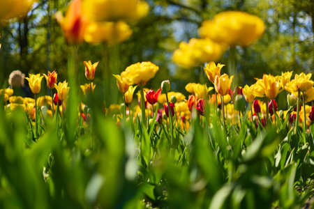 An idyllic garden scene showcasing bright yellow tulips illuminated by warm sunlight, conveying vibrancy, freshness, and natural beauty in a serene outdoor settingの写真素材