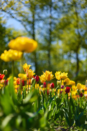 An idyllic garden scene showcasing bright yellow tulips illuminated by warm sunlight, conveying vibrancy, freshness, and natural beauty in a serene outdoor settingの写真素材