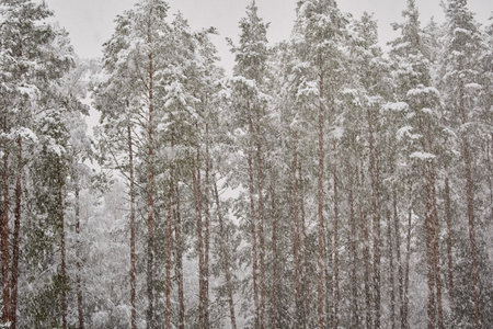 The heavy snowfall in a wild park, winter fairy tale in the forest, snow-covered tree branches, large flakes of snow are slowly falling, nobody, snow storm, blizzardの写真素材