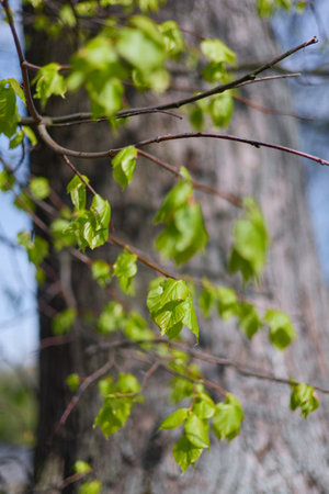fresh green leaves on branches against the background of a tree trunk in clear sunny weatherの写真素材