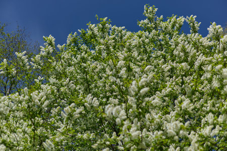 cherry blossom in close-up in clear weather