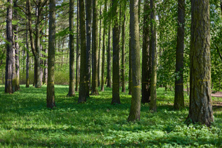 A spring park on a clear sunny day, fresh green foliage on black trunks and branches of trees, a background light illuminates the foliageの写真素材