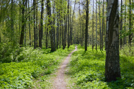 A spring park on a clear sunny day, fresh green foliage on black trunks and branches of trees, a...