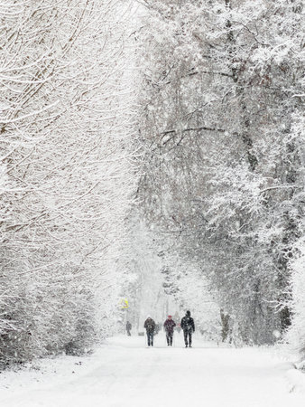 Russia, St.Petersburg, 26 November 2025: it is snowing heavily in the park, large flakes of snow are slowly falling on tree branches, elderly people are doing Nordic walking with sticksのeditorial素材