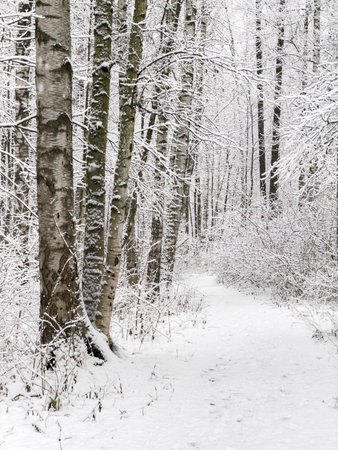 it is snowing heavily in the park, large flakes of snow are slowly falling on tree branches, no people, nobodyの写真素材