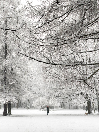 Russia, St.Petersburg, 24 November 2025: it is snowing heavily in the park, large flakes of snow are slowly falling on tree branches, people are walking dogsのeditorial素材
