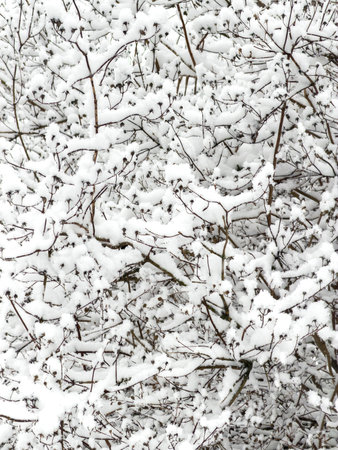 it is snowing heavily in the park, large flakes of snow are slowly falling on tree branches, people are walking dogs, elderly people are doing Nordic walking with sticksの写真素材