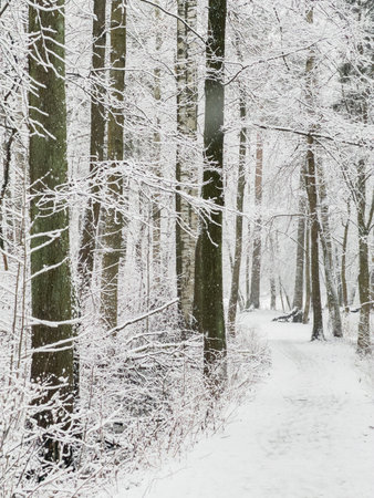 it is snowing heavily in the park, large flakes of snow are slowly falling on tree branches