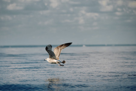 A seagull flies close to the surface of the water on a clear sunny day