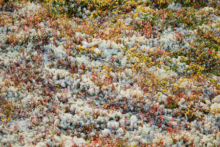 colourful arctic carpet of moss, yagel, blueberry and birch twigs among the stones, sunset, Tundra...