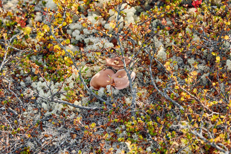 colourful arctic carpet of moss, yagel, mushroom, blueberry and birch twigs among the stones,...