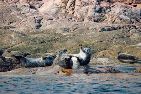 Few seals bask on the rocky shore at sunset in Teriberka, Murmansk region, Russia