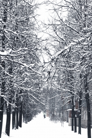 winter treeの写真素材