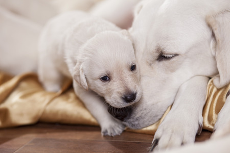 white labrador retriever mother with her puppyの写真素材