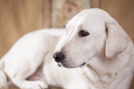 close up portrait of a female white labrador retrieverの写真素材