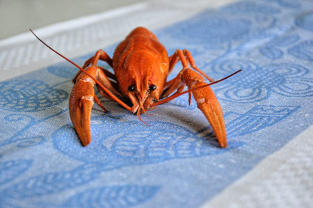 crayfish,の写真素材