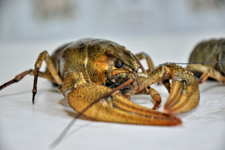 crayfish,の写真素材